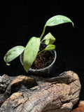 Rare Variegated Rhaphidophora Megasperma (Variegated Gorilla) | Live Aroid Plant