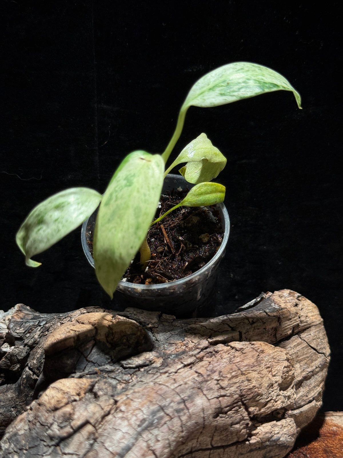 Rare Variegated Rhaphidophora Megasperma (Variegated Gorilla) | Live Aroid Plant