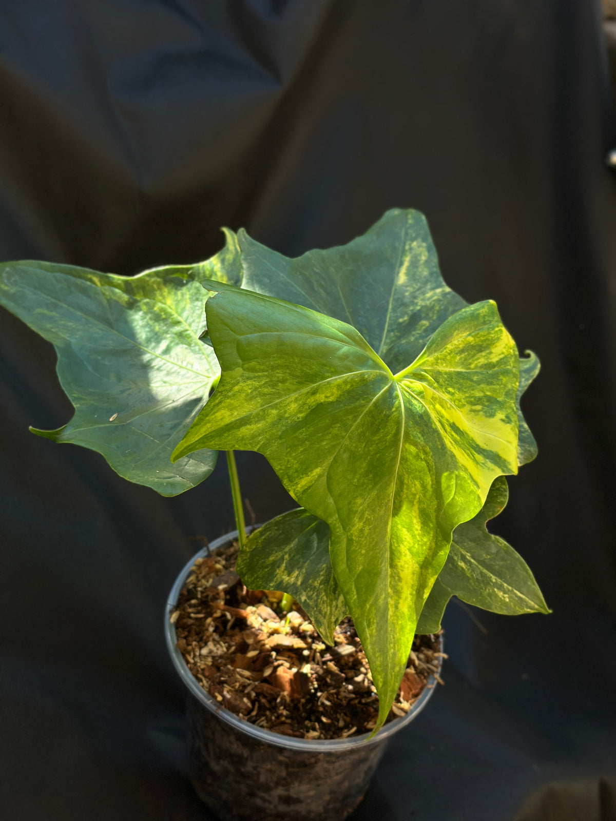 Anthurium 'Pterodactyl' Highly Variegated 6" (Not From Tissue Culture)