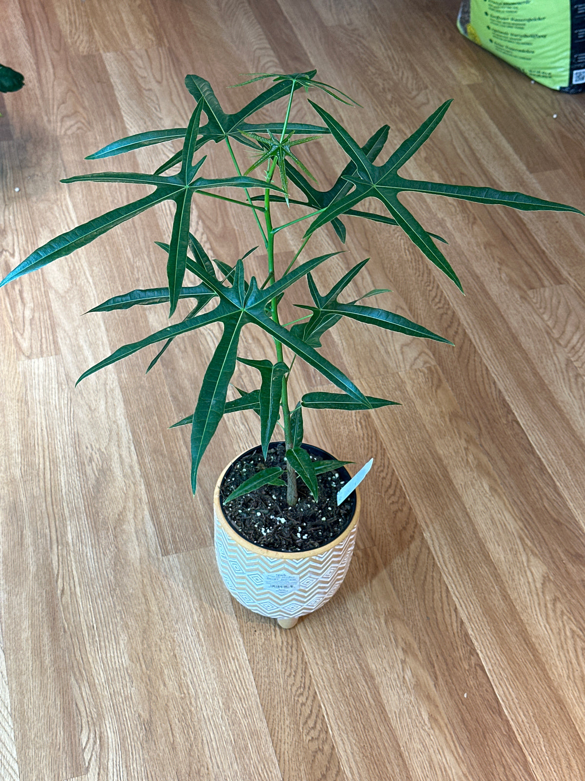 Queensland Bottle Tree - Brachychiton rupestris hybrid