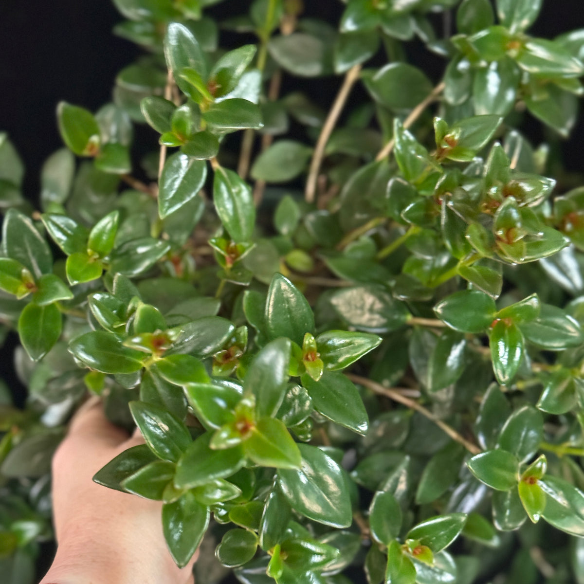 Nematanthus gregarius ‘Black Gold’