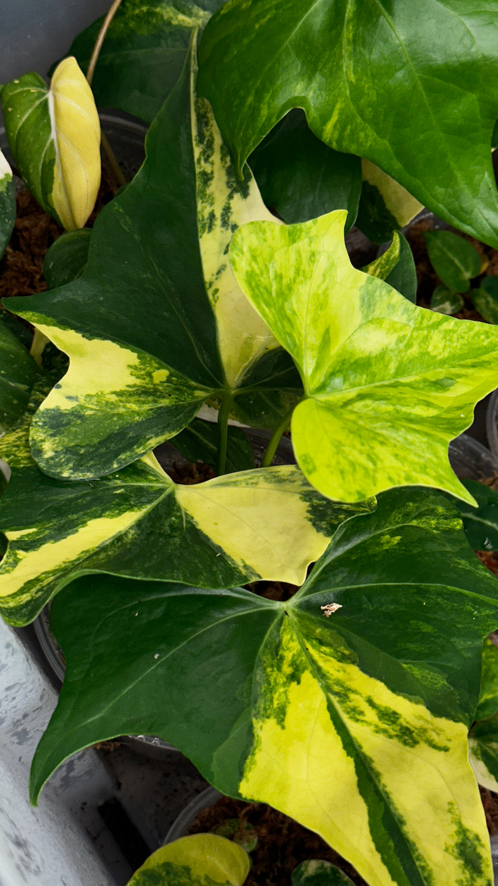 Anthurium 'Pterodactyl' Highly Variegated 6" (Not From Tissue Culture)
