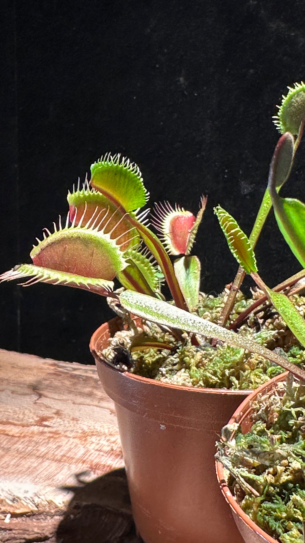 Red Venus Flytrap ‘Akai Ryu’ 3” pot
