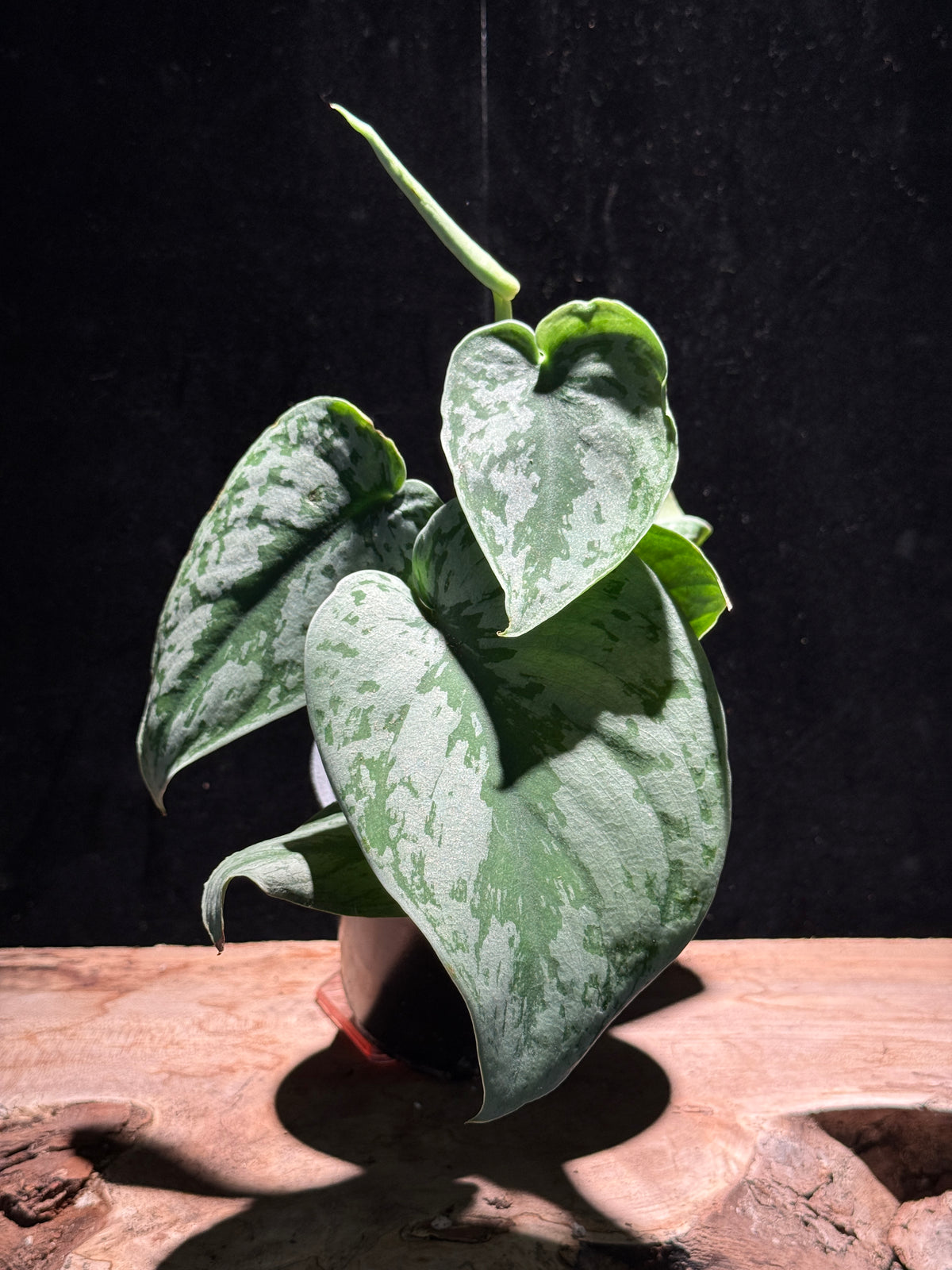 Scindapsus pictus ‘Silver Satin’ – Satin Pothos