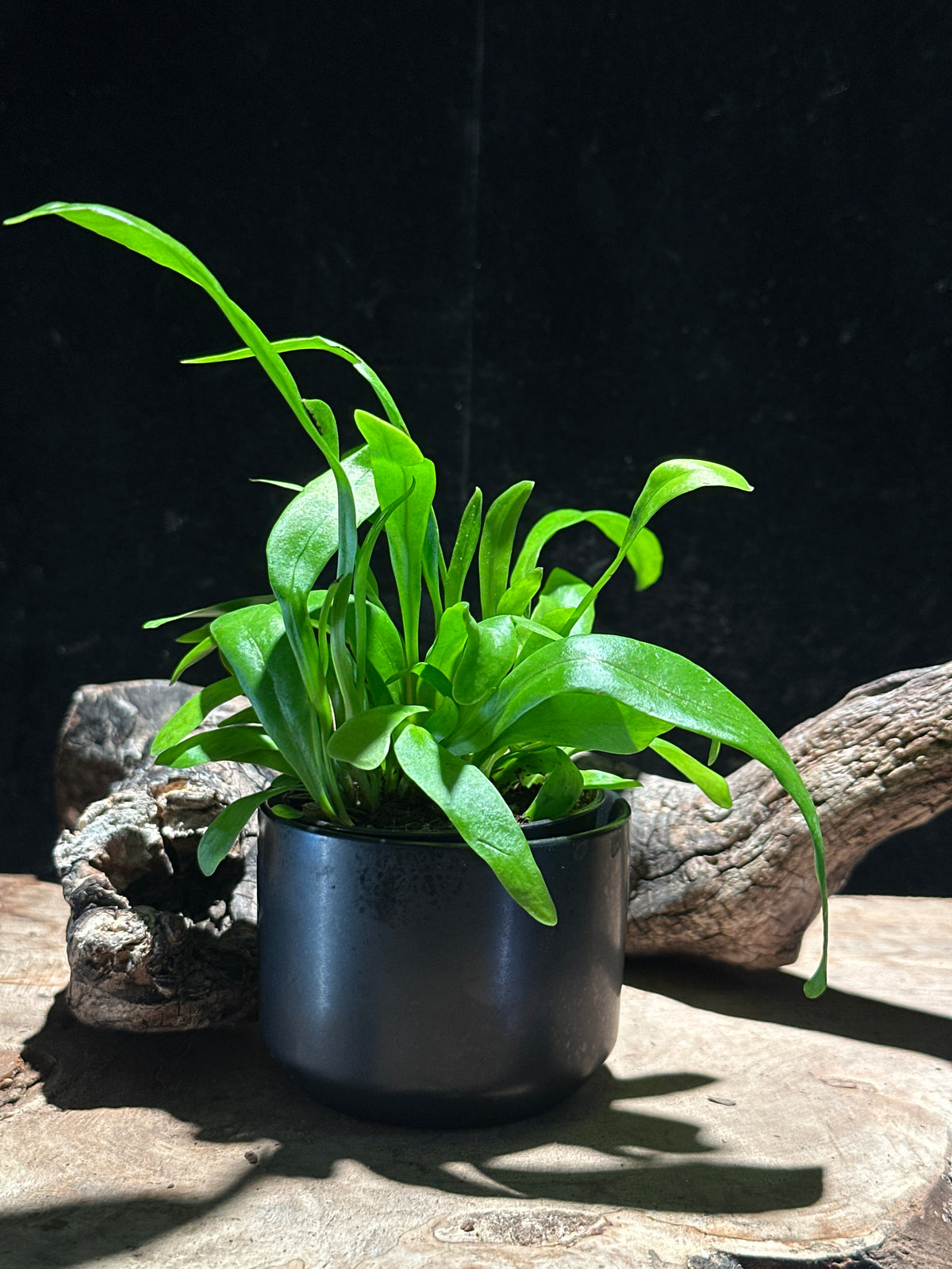 Asplenium nidus (Classic Bird's Nest Fern)