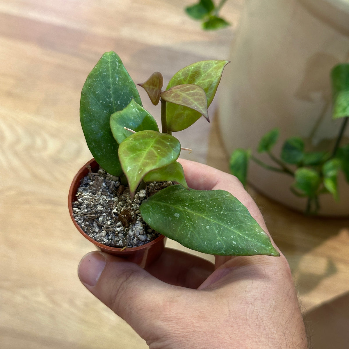 Hoya 'Sunrise'
