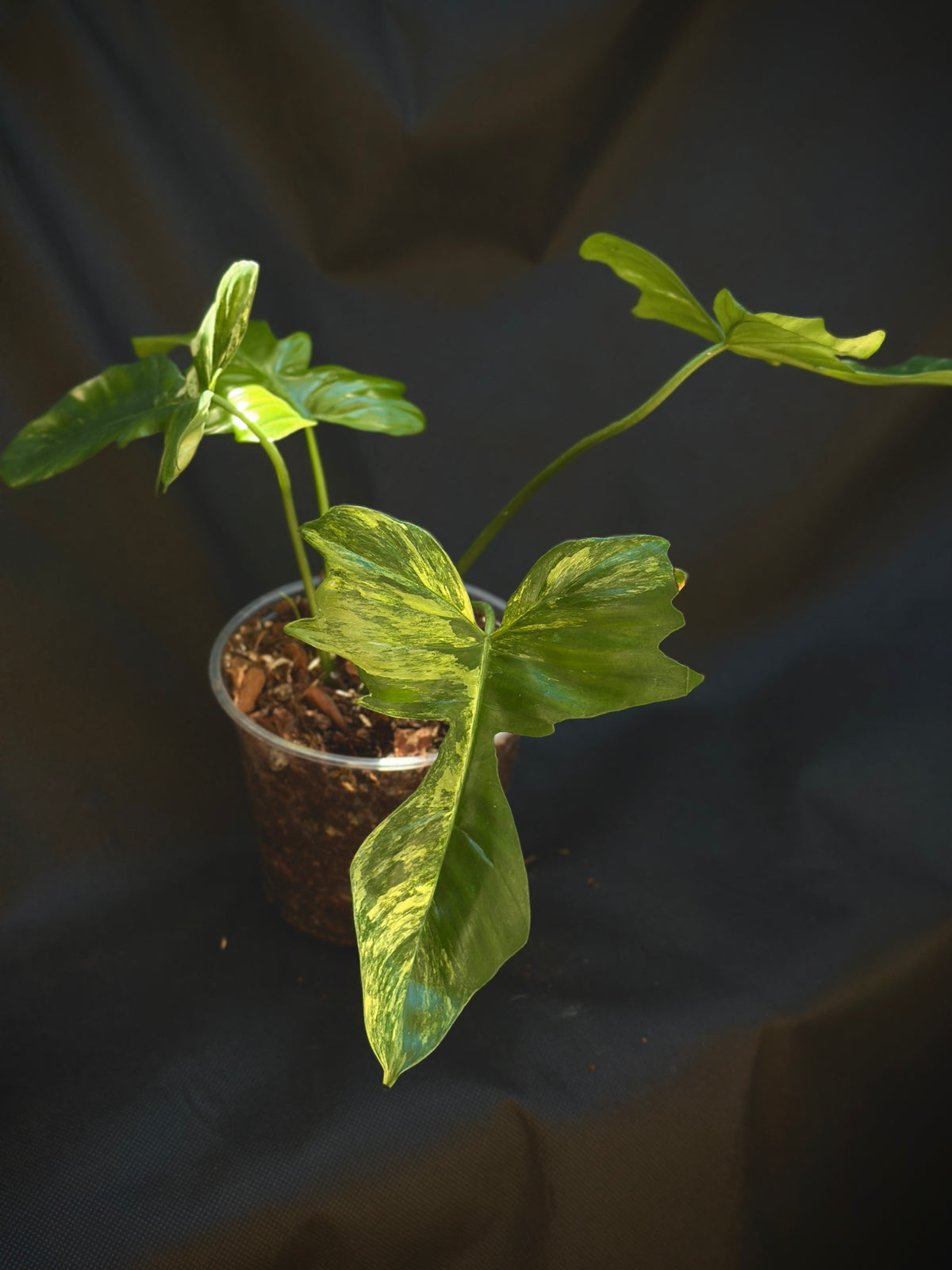Philodendron 'Kitna' (Florida Beauty x Mayoi) 6" Pre-sale