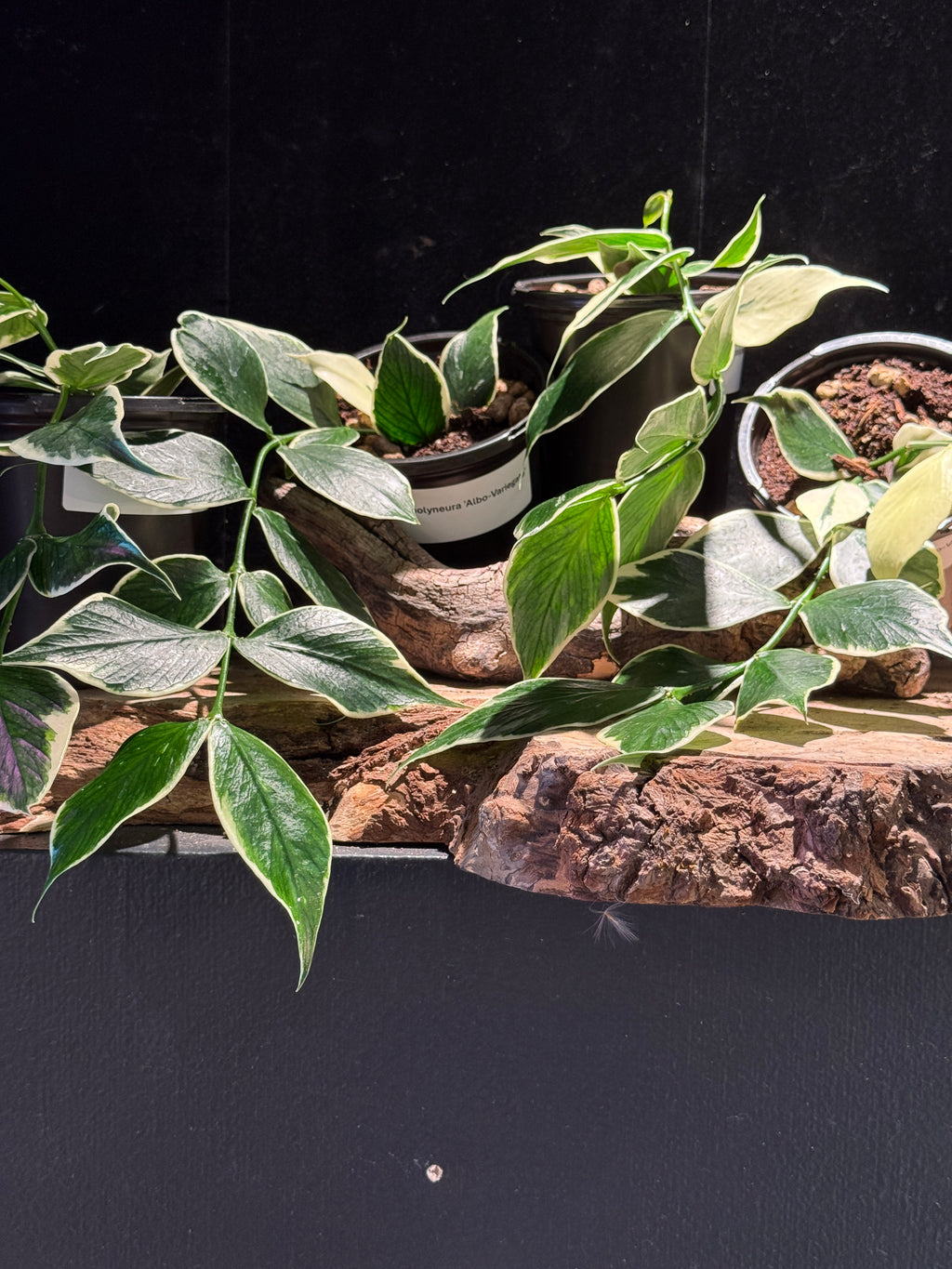 Hoya polyneura ‘Albo-Variegata’ - Outer Variegated Fishtail Hoya