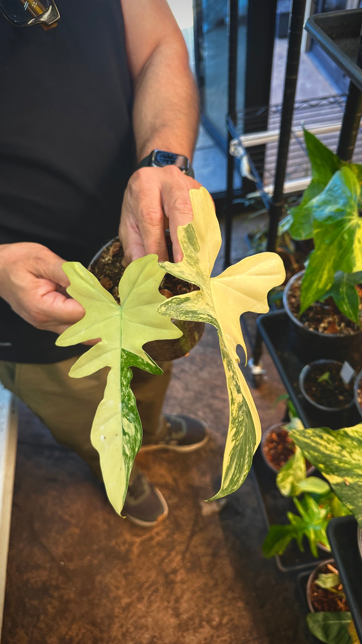 Philodendron 'Kitna' (Florida Beauty x Mayoi) 6" Pre-sale