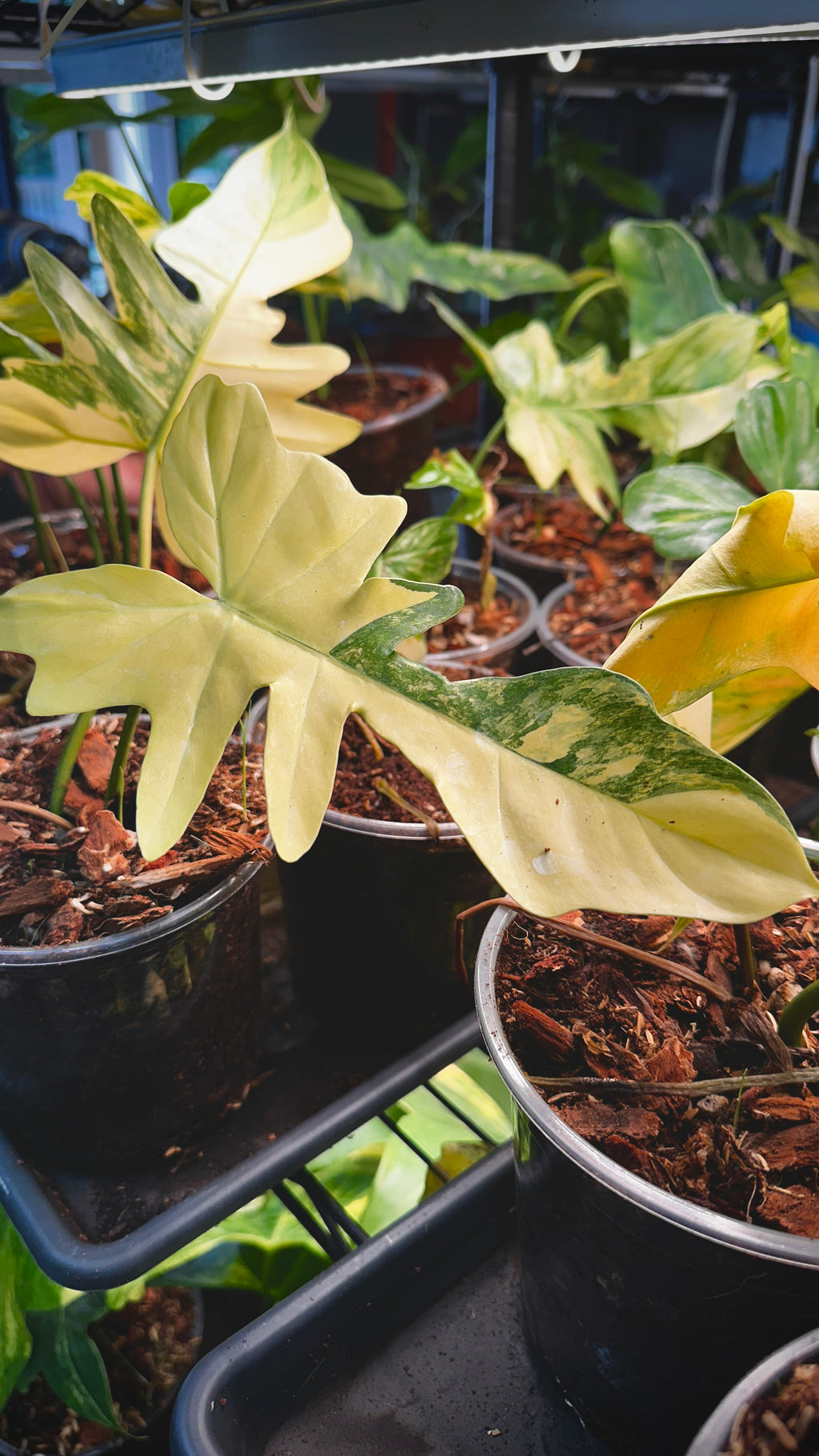Philodendron 'Kitna' (Florida Beauty x Mayoi) 6" Pre-sale