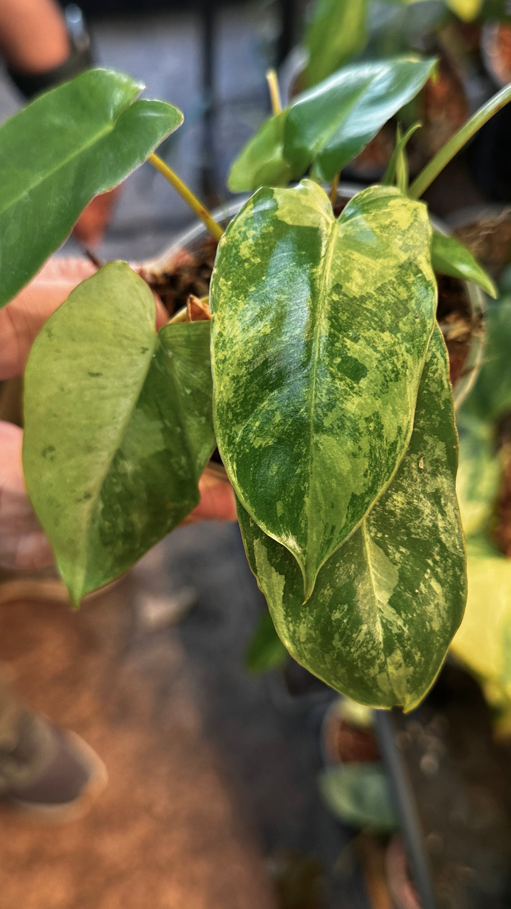 Philodendron 'Burle Marxii Snow White' 4" Pre-sale