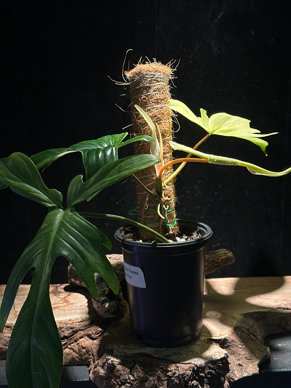 Philodendron ‘Florida Ghost Mint’