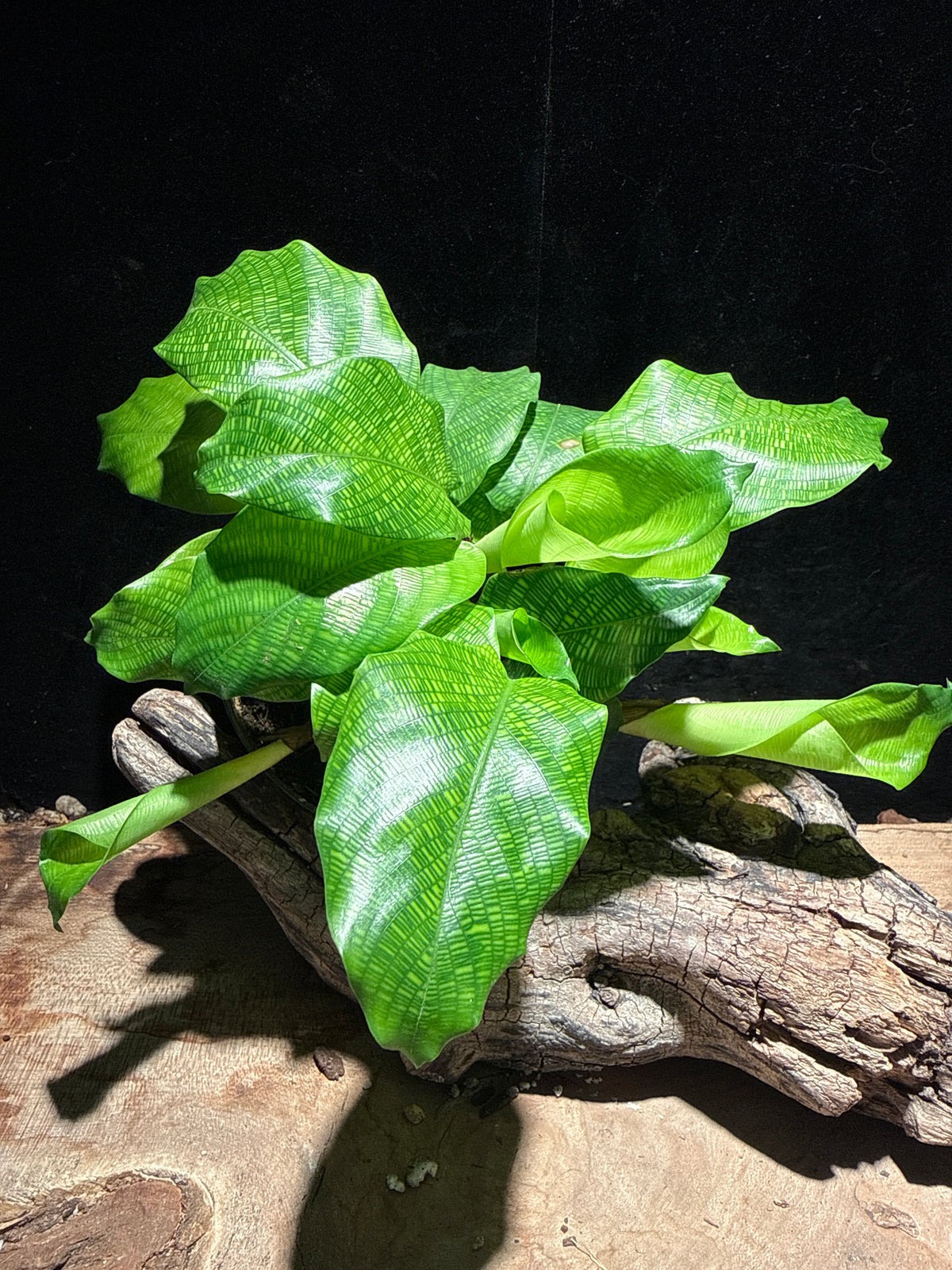 Calathea 'Network' (Calathea musaica) – Reptile Safe Bioactive Vivarium Plant