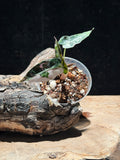 Alocasia Pink Bambino