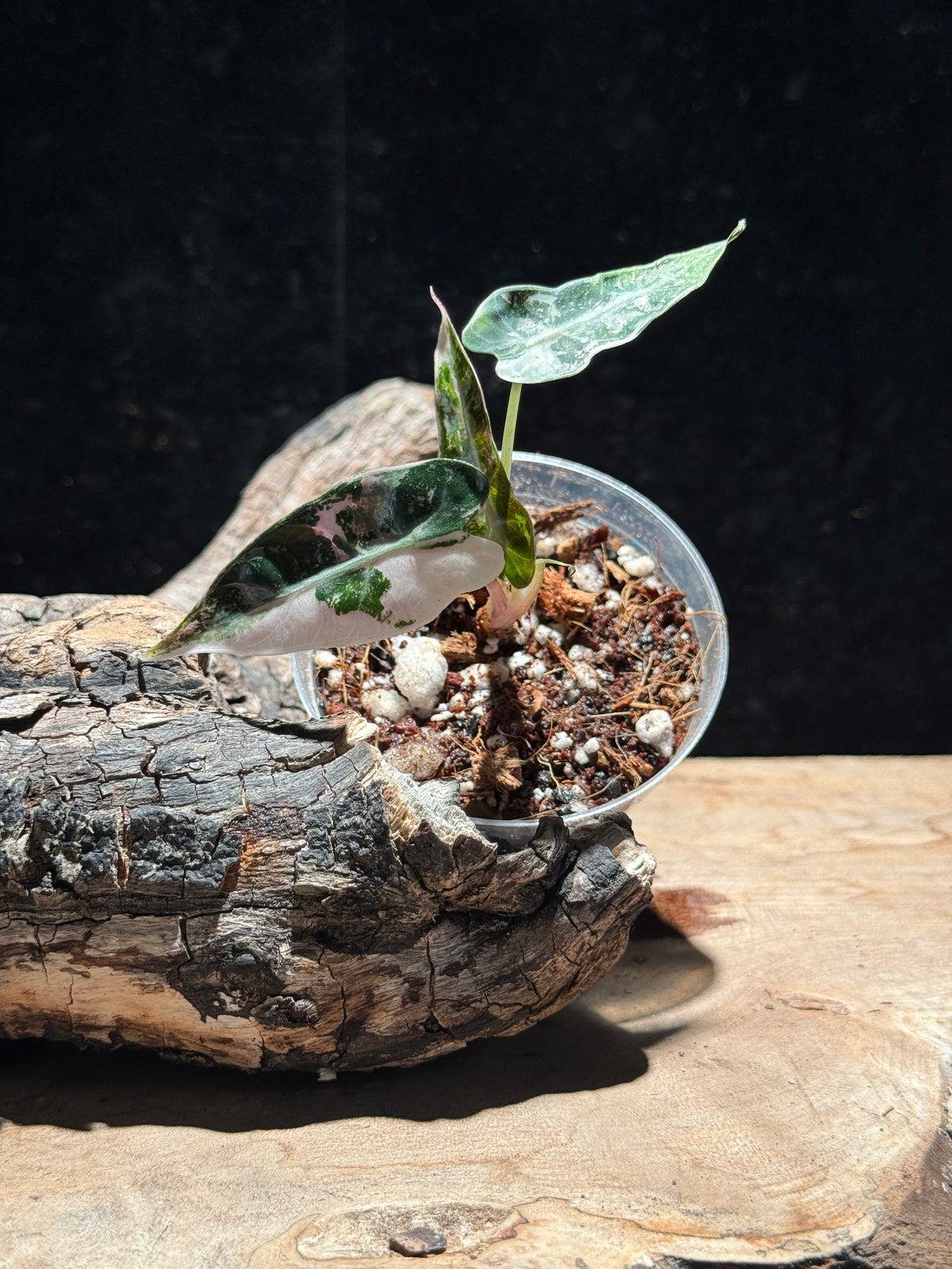 Alocasia Pink Bambino