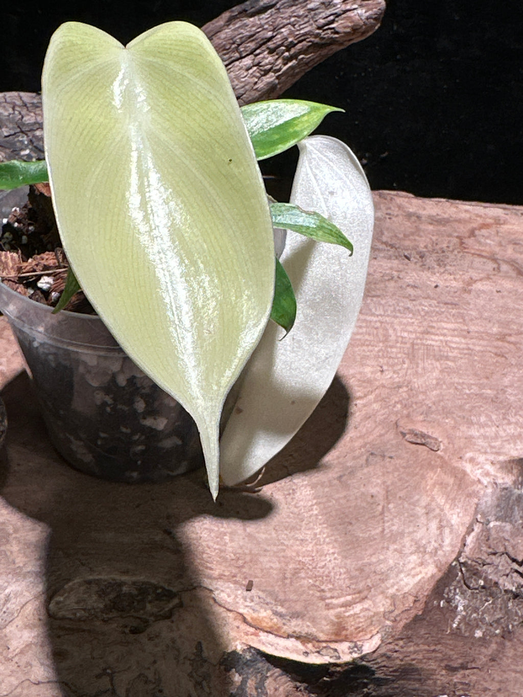 Philodendron 'Florida Ghost Mint' Live Houseplant | Rare Transforming Aroid