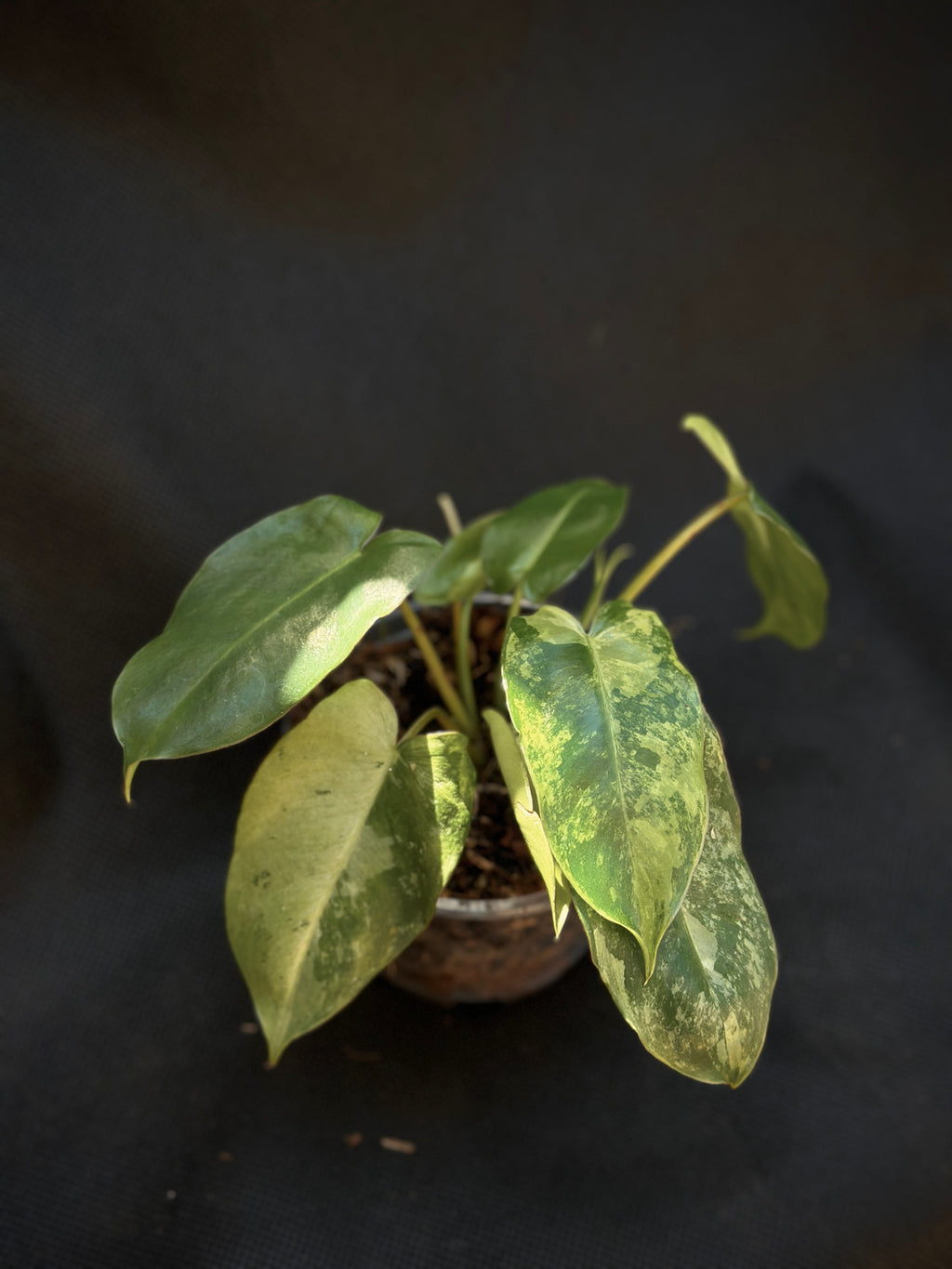 Philodendron 'Burle Marxii Snow White' 4" Pre-sale