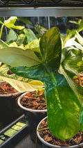 Philodendron ‘Florida Beauty x Pariso Verde Variegatum' Pre-Sale 6"