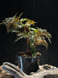 Begonia bipinnatifida