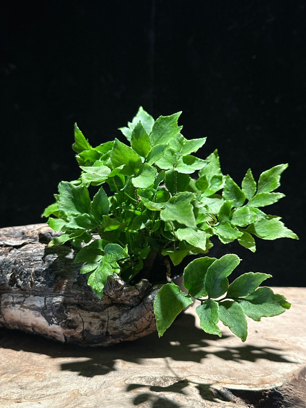 Maidenhair Fern (Assorted Adiantum Cultivars)