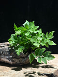 Maidenhair Fern (Assorted Adiantum Cultivars)