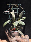 Hoya sigillatis ‘Alas Island’