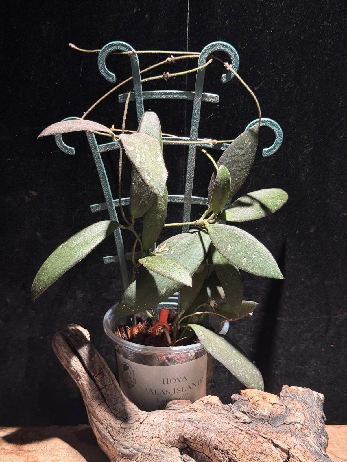 Hoya sigillatis ‘Alas Island’