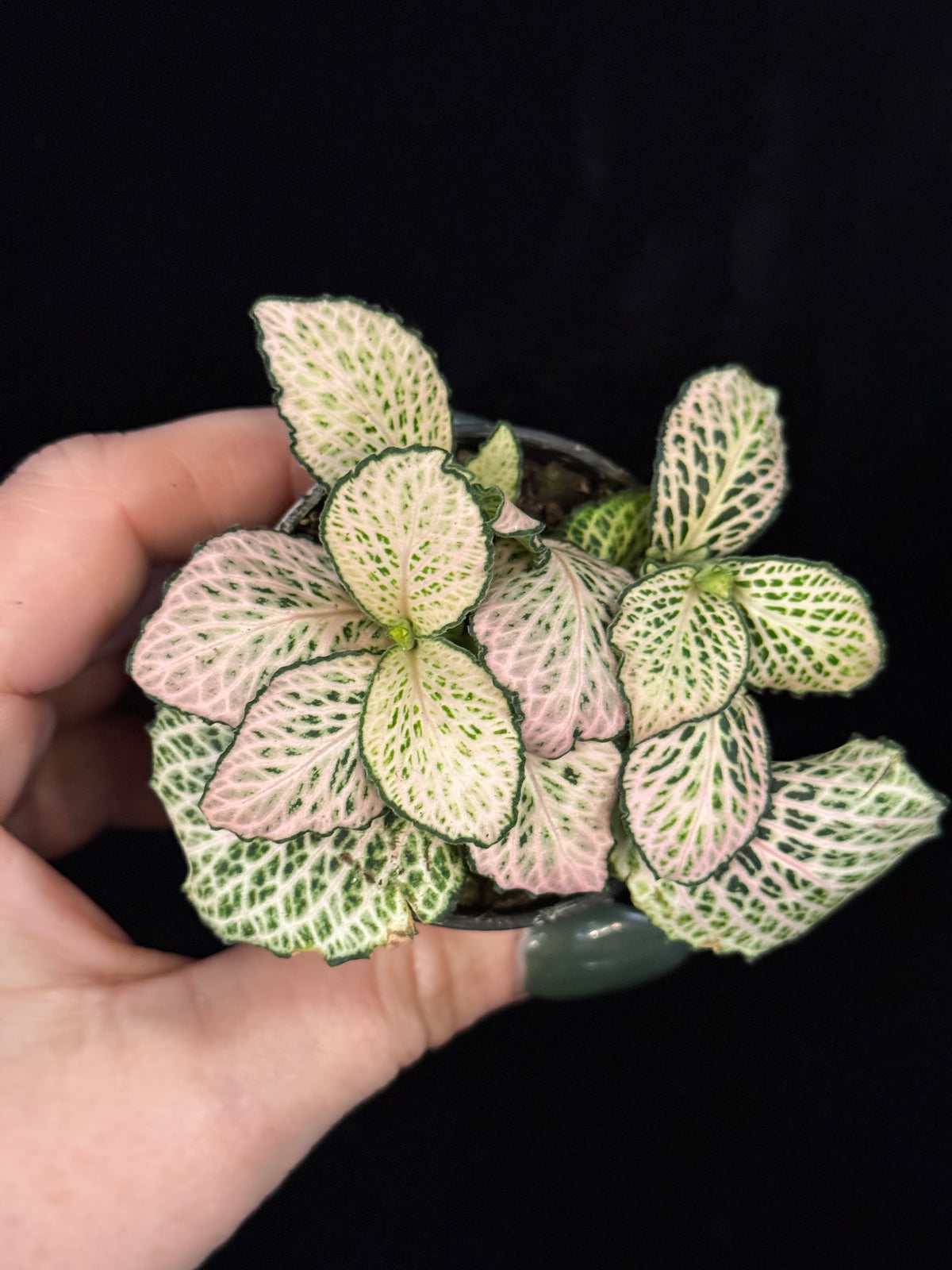 Fittonia 2"