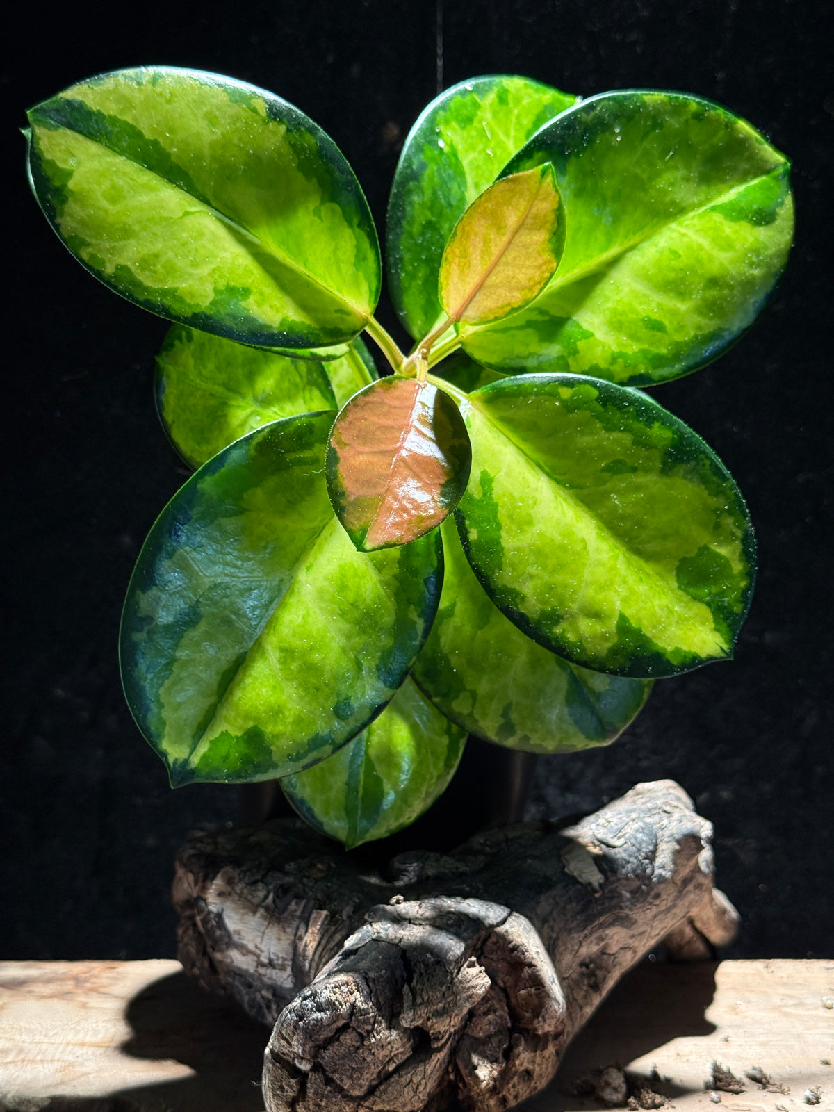 Hoya australis ‘Lisa’ – Pastel Variegated Hoya