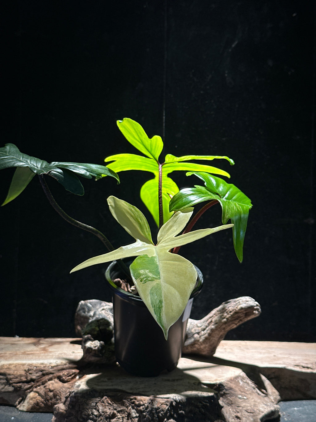 Philodendron ‘Florida Beauty’ Variegated
