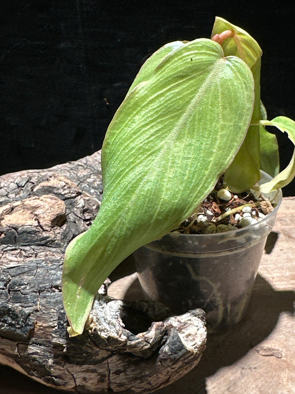 Philodendron Mexicanum | Rare Tri-Lobed Starter Plant (Copy)