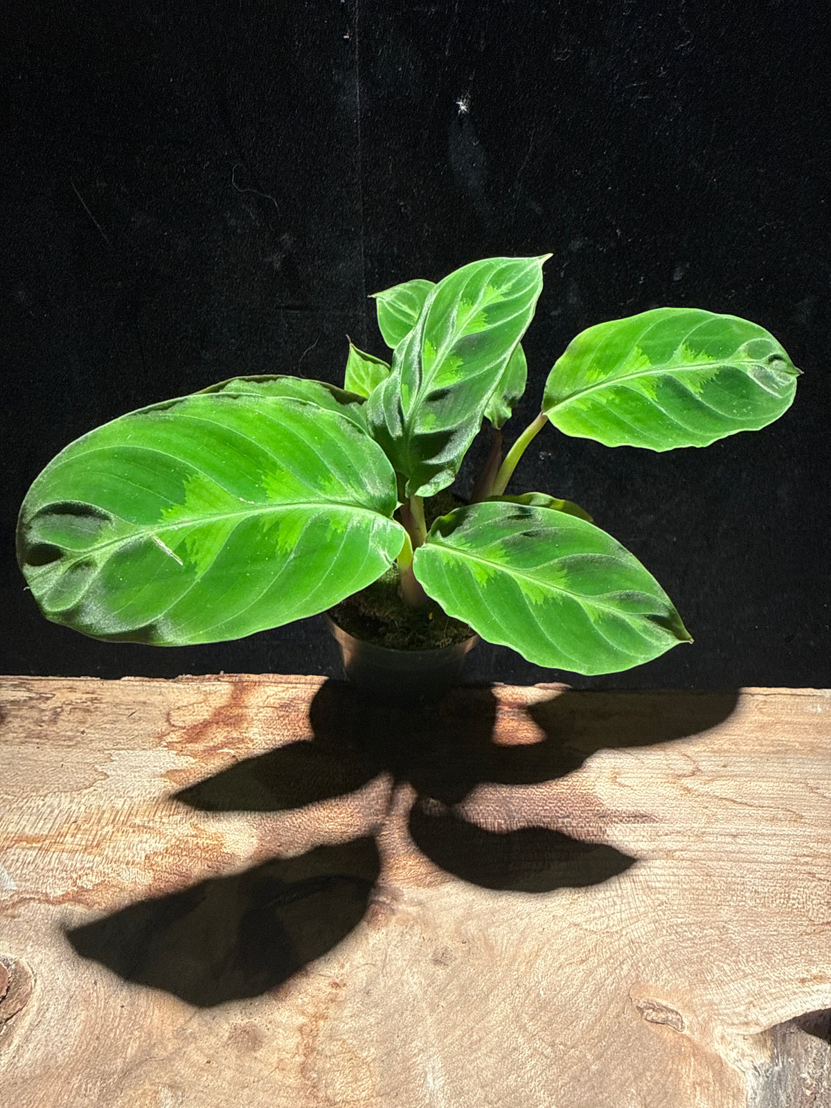 Calathea warscewiczii “Jungle Velvet” – Velvety Foliage, Pet‑Safe Tropical Houseplant