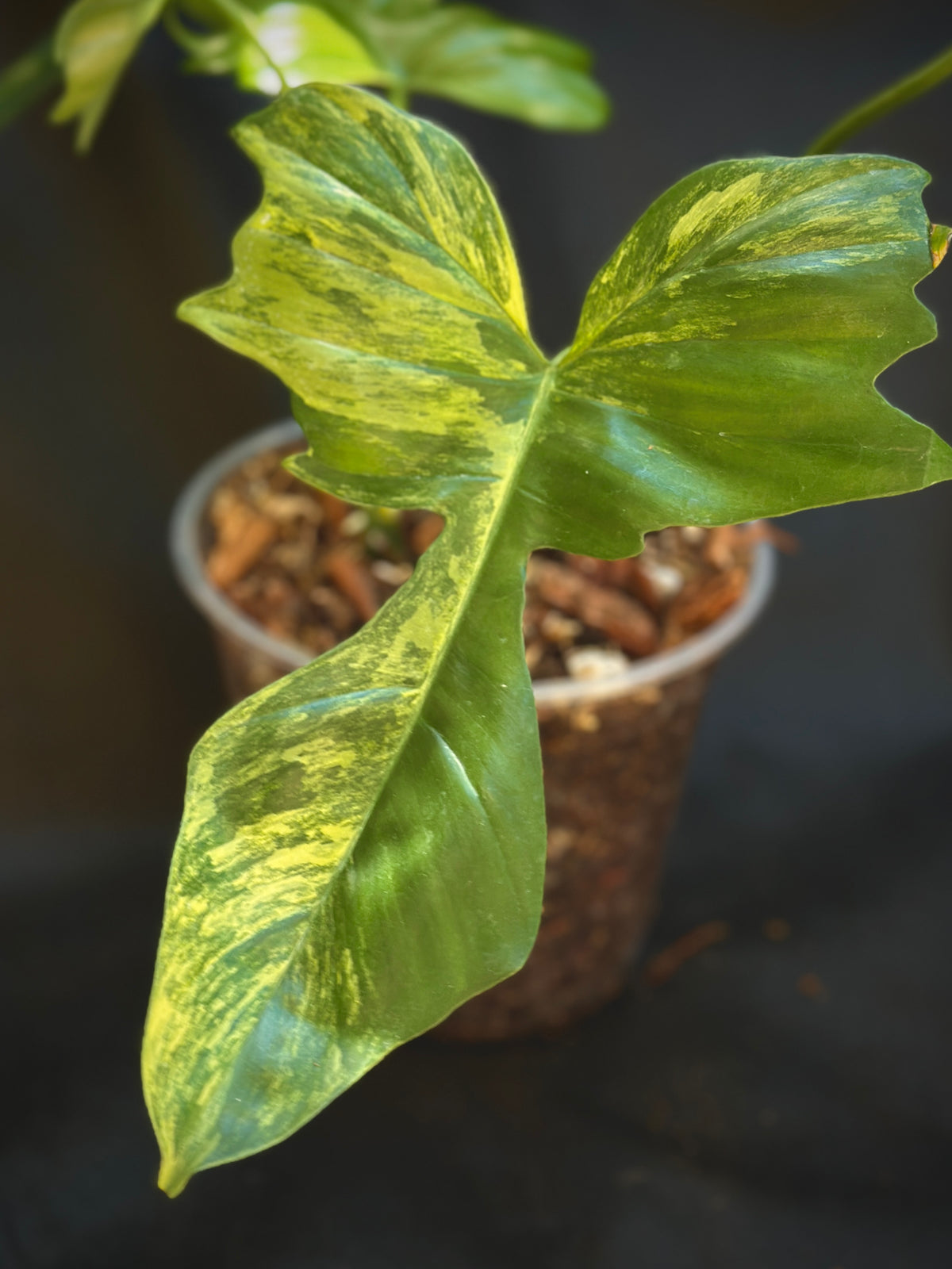 Philodendron 'Kitna' (Florida Beauty x Mayoi) 6" Pre-sale