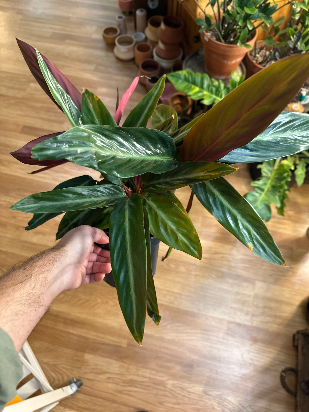 Stromanthe