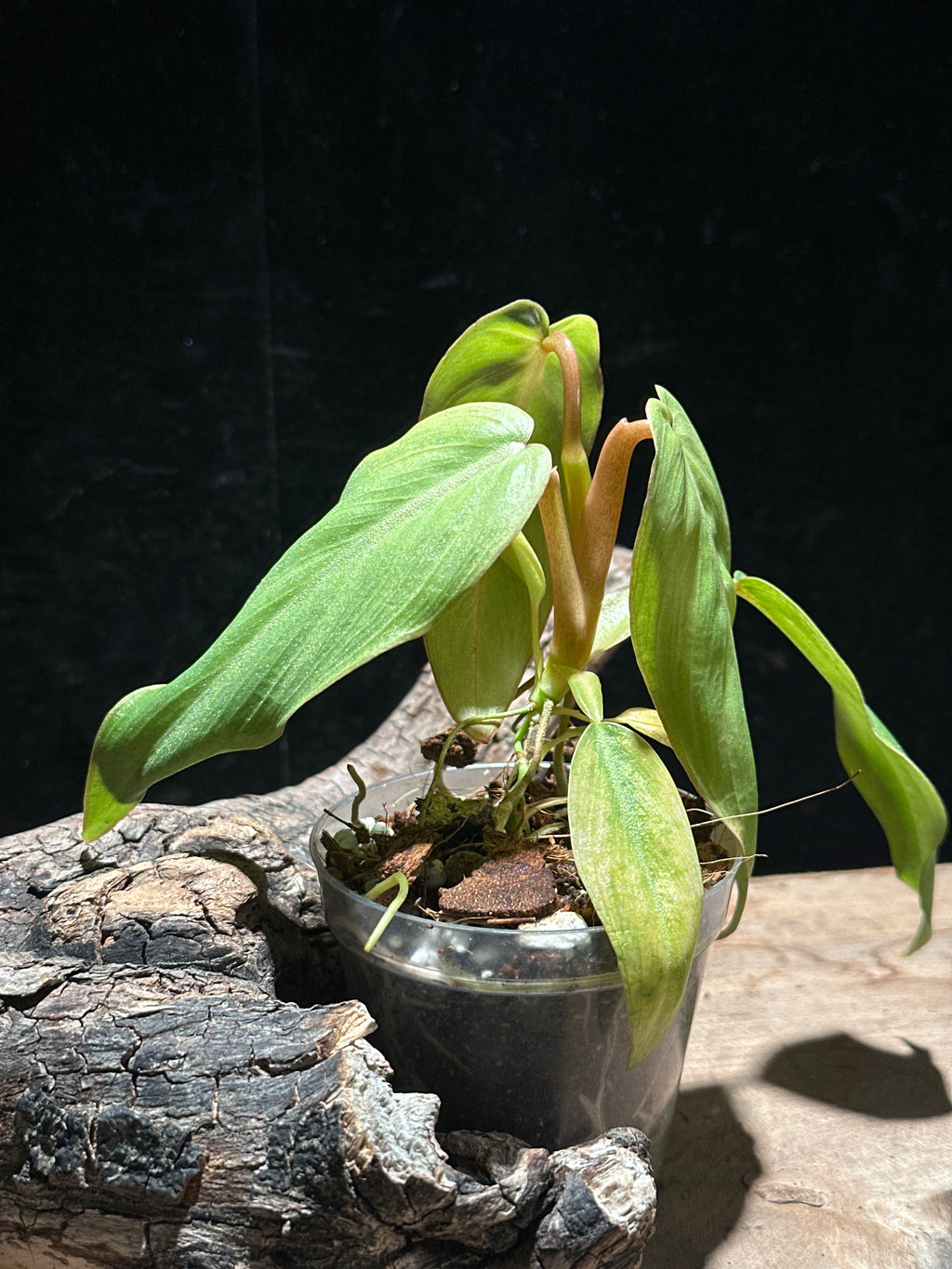 Philodendron Mexicanum | Rare Tri-Lobed Starter Plant (Copy)
