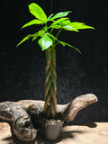 Money Tree Braid – Pachira aquatica 2"