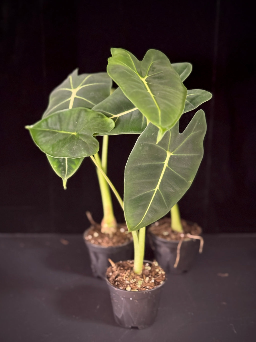 Alocasia Green Velvet (aka Non-Variegated Frydek)