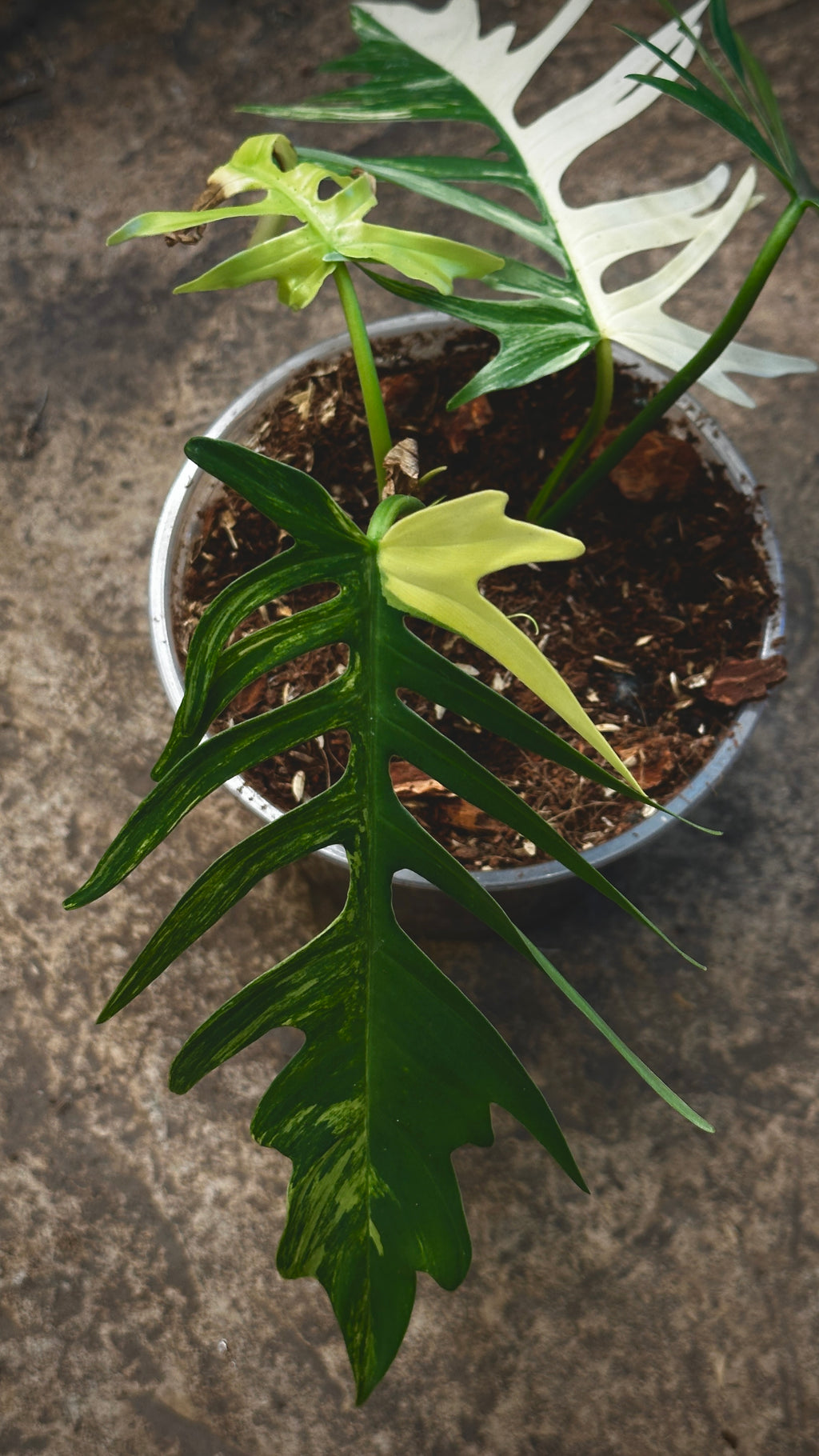 Philodendron Florida Beauty x Tortum variegated 6"