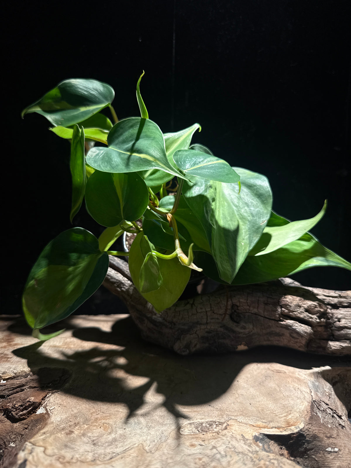 Philodendron Brasil – Variegated Heartleaf Philodendron