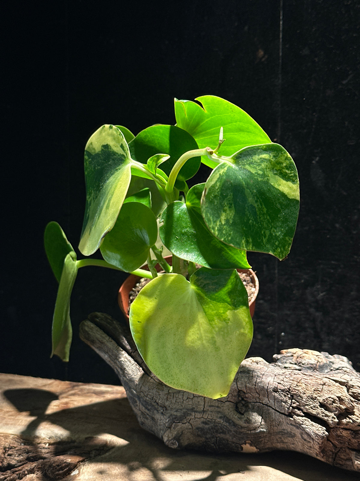 Peperomia ‘Raindrop variegated’