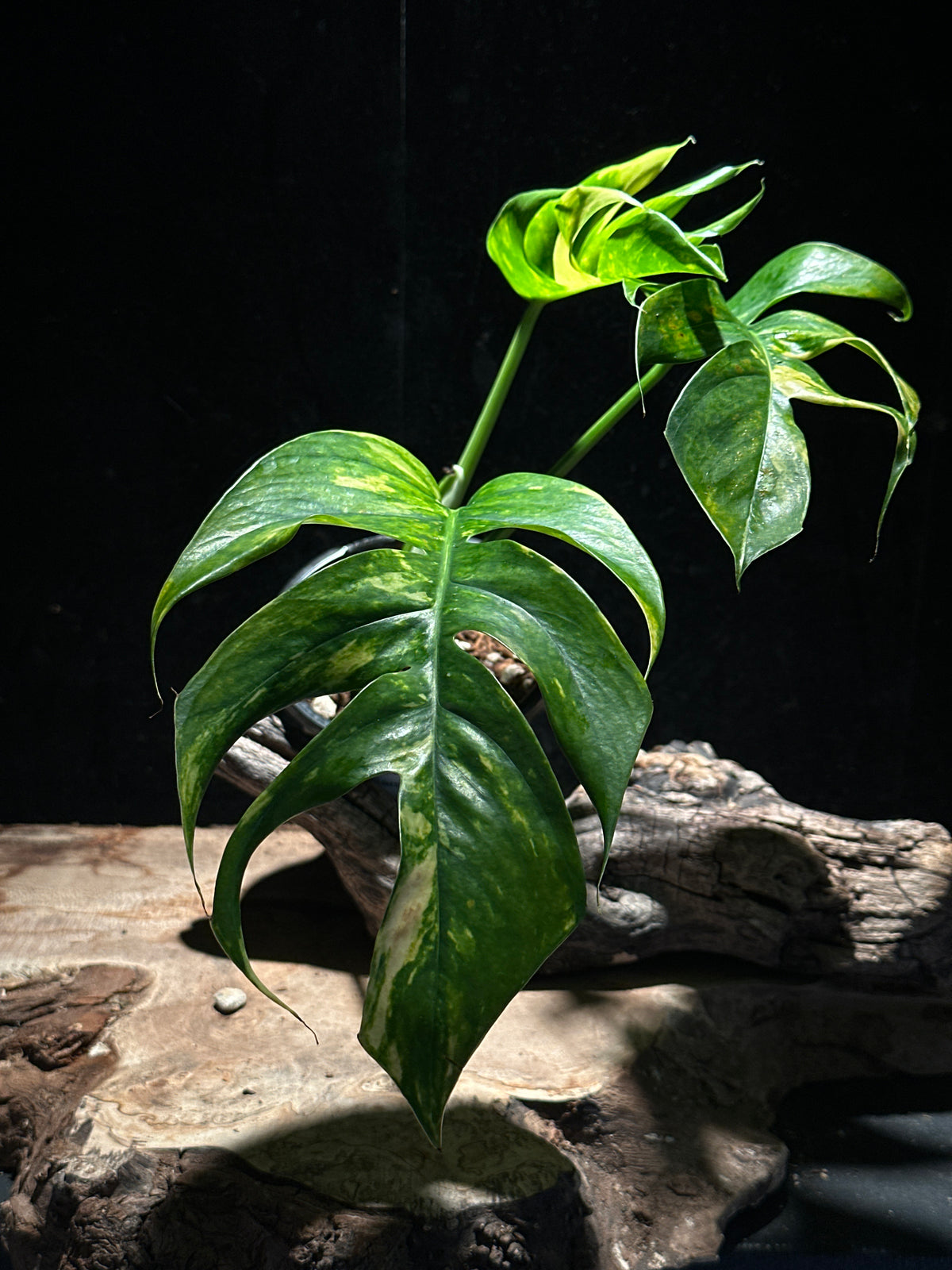Epipremnum pinnatum ‘Golden Flame’