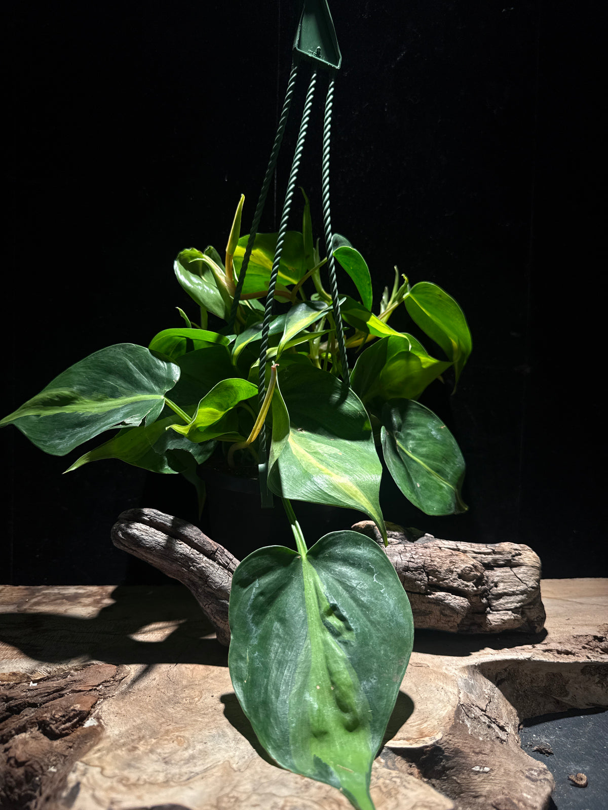 Philodendron Brasil – Variegated Heartleaf Philodendron