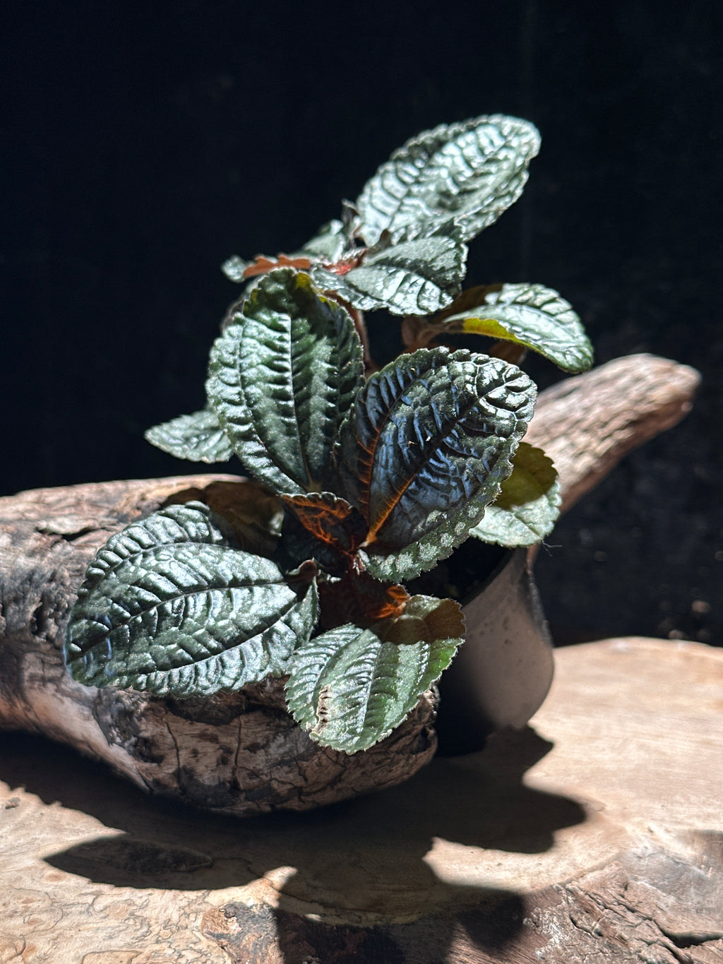Pilea 'Norfolk' (Angel Wings) Bronze leafed plant