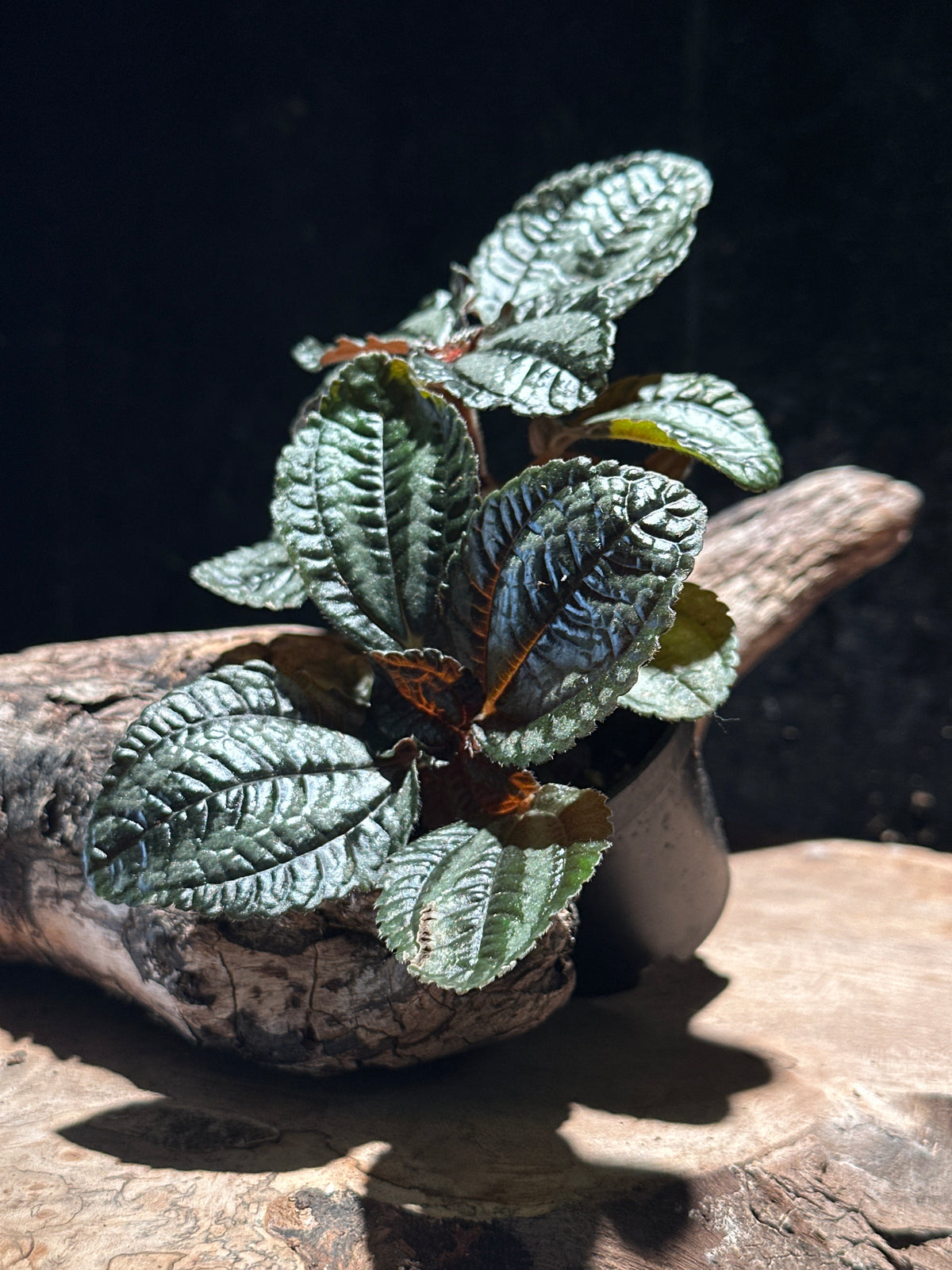 Pilea 'Norfolk' (Angel Wings) Bronze leafed plant