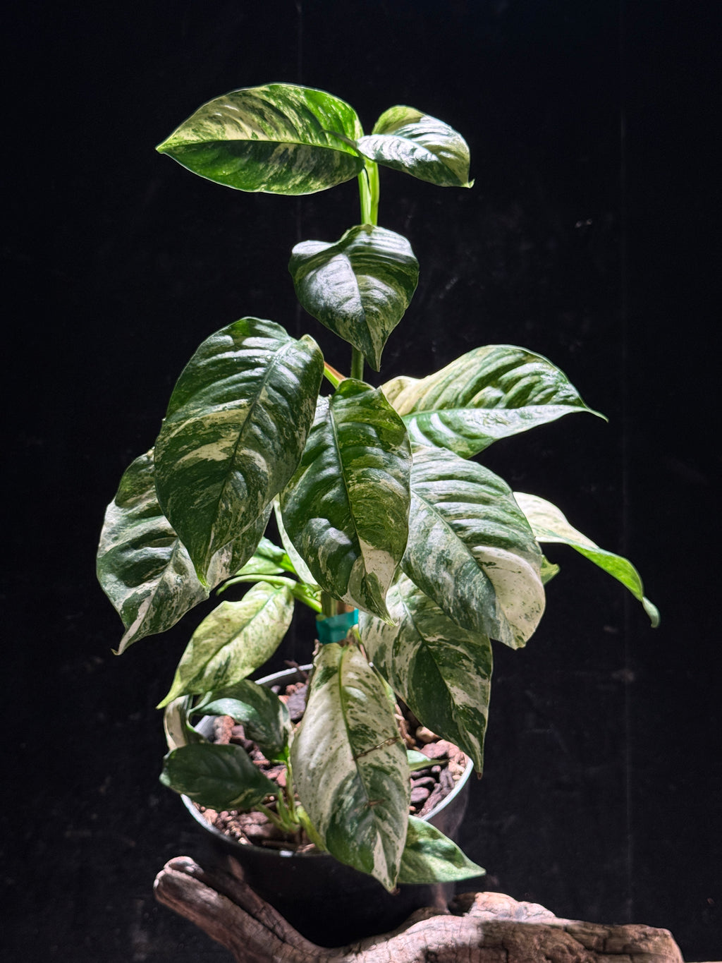Rare Variegated Rhaphidophora Puberula | Mint & Cream Live