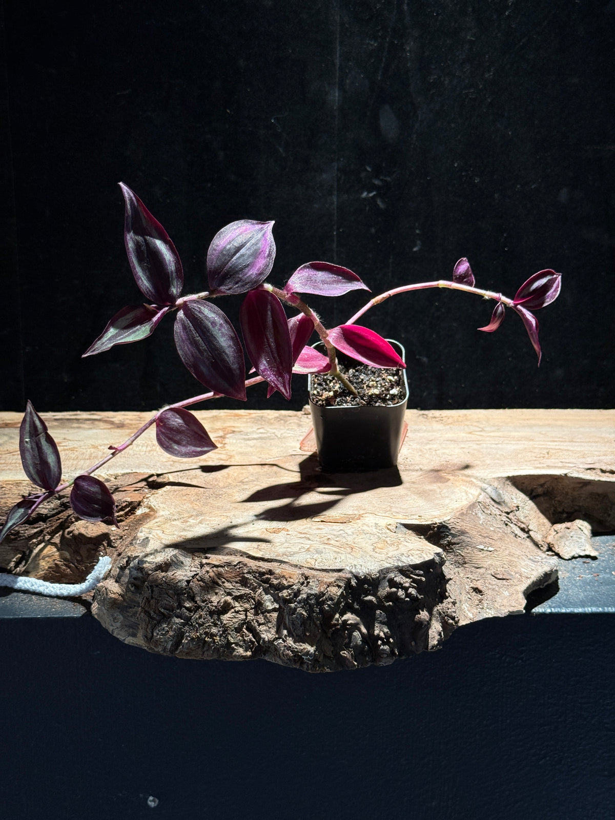 Tradescantia zebrina – Purple Zebra Inch Plant