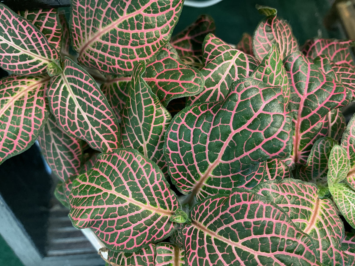 Fittonia 4"
