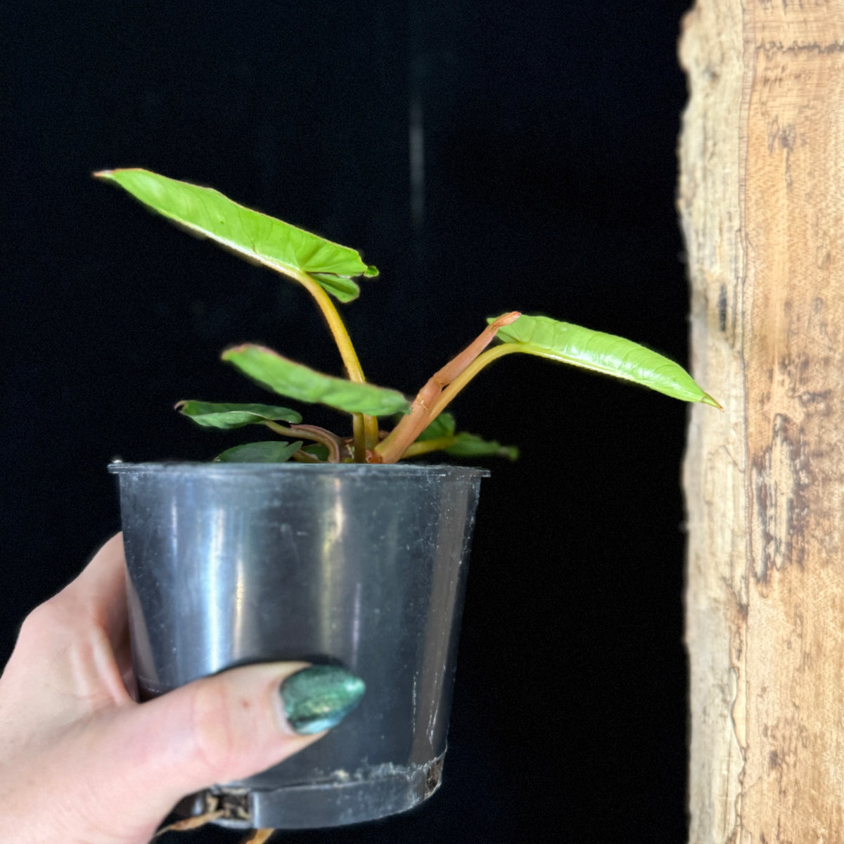 Philodendron Billietiae