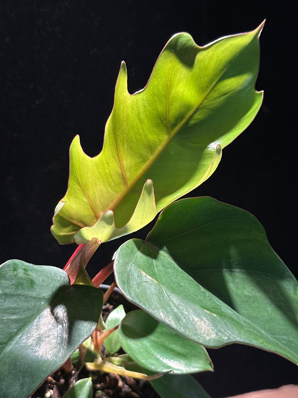 Philodendron Tahiti (P. mayoi) – 4" Jungle-Vibe Palm Leaf Plant