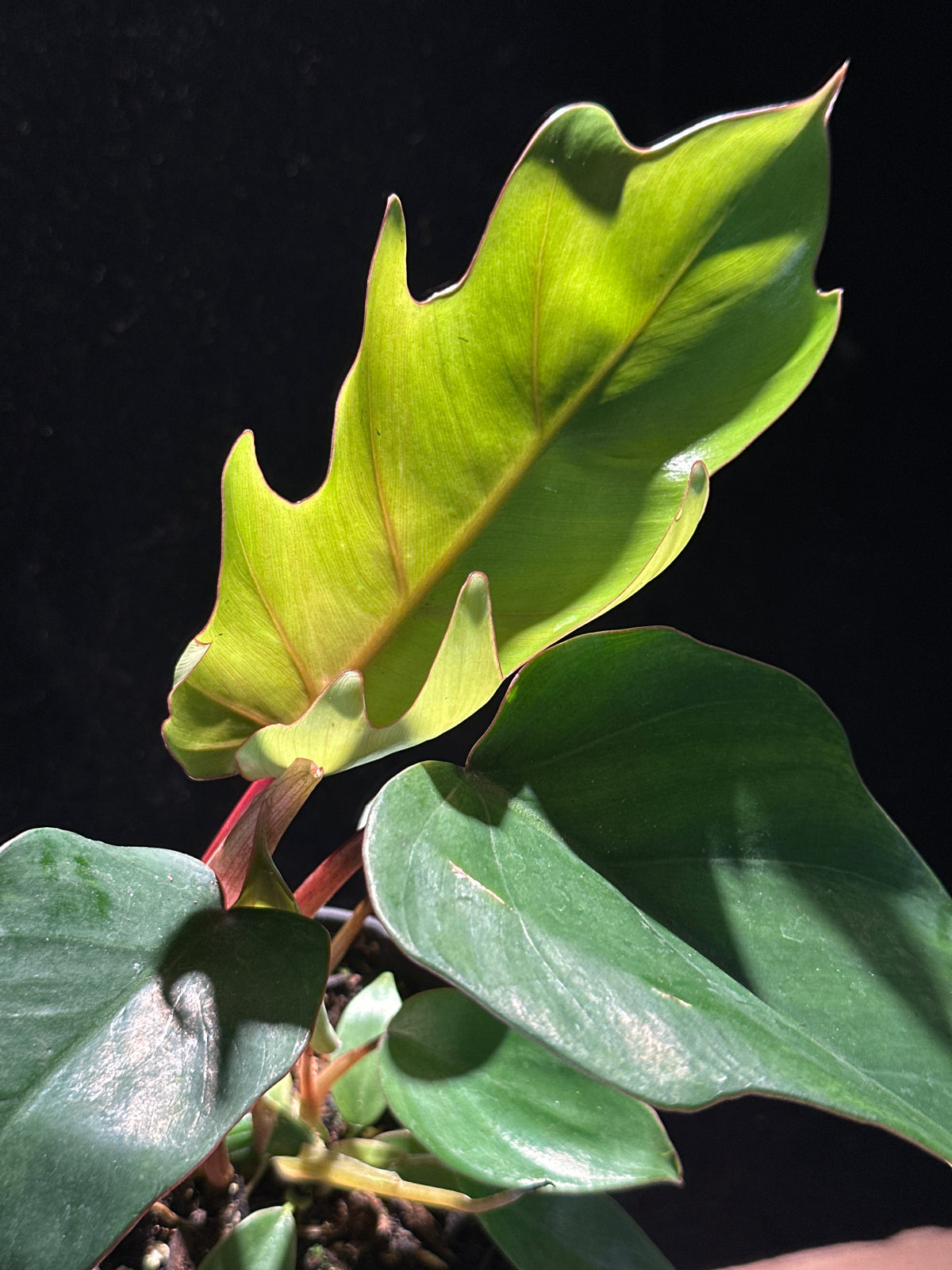 Philodendron Tahiti (P. mayoi) – 4" Jungle-Vibe Palm Leaf Plant